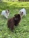 Magnifiques chiots Spitz Allemand