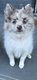 Magnifiques chiots Spitz Allemand