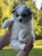 Magnifiques chiots Spitz Allemand