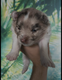 Magnifiques chiots Spitz Allemand