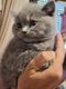 British Shorthair bleu