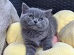 British Shorthair bleu