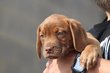 Dogue de Bordeaux élevés en famille