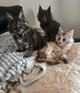 Magnifiques chatons Maine Coon à vendre