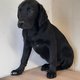 Chiots labrador noir