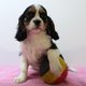 Adorables chiots Cavalier King Charles