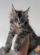 Chatons lignée russe