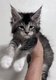 Chatons lignée russe