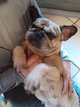 Femelle bouledogue français à donner