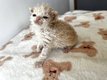 Selkirk Rex longhairs