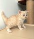 3 Selkirk Rex longhair