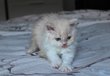 Selkirk Rex longhair mâle