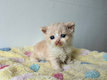 Selkirk Rex longhair crème et blanche