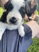 Chiots Border Collie