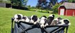 Chiots Border Collie