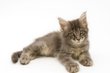 Maine Coon disponible a la réservation