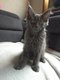 Maine Coon disponible a la réservation
