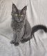 Maine Coon disponible a la réservation