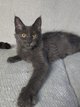Maine Coon disponible a la réservation