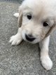 Golden retriever à vendre