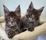 Maine Coon