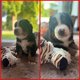Chiots Bouvier Bernois