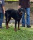 Adorable dobermann à donner