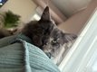 Couple Maine Coon entier