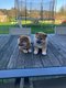 Shiba inu