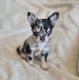 Chihuahua's