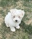4 adorables petites femelles bichon maltais