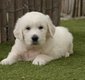 Chiots Golden retriever (parents présents)