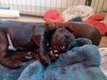 Chiot working cocker