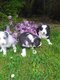 Chiots border collie à vendre