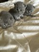 Magnifiques chatons100%British