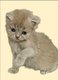 Chaton scottish fold