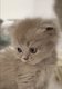 Chaton scottish fold