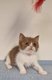 Chaton scottish fold