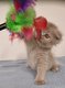 Chaton scottish fold