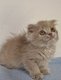 Chaton scottish fold