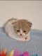 Chaton scottish fold