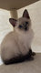4 chatons siamois pur race, blue-point