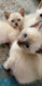 4 chatons siamois pur race, blue-point