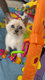 4 chatons siamois pur race, blue-point