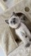 4 chatons siamois pur race, blue-point