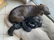 5 chiots adorables croisés braque all- retriever...