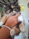 British shorthair et longhair