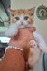 British shorthair et longhair