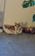 Chihuahua male de 8 mois [cherche] un nouveau...