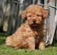 Chiots Caniche nain (parents présents)